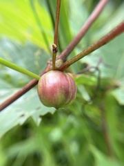 Ampelomyia vitispomum