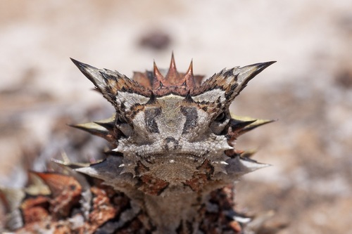 Mountain Devil, Moloch horridus