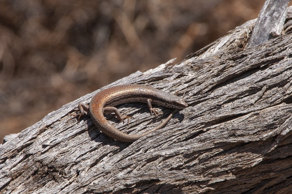 Woodland Morethia Skink