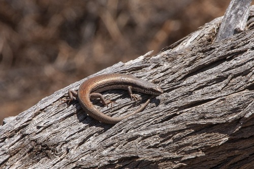 Woodland Morethia Skink, Morethia butleri
