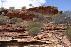 Acacia aneura