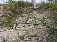 Centaurea paniculata