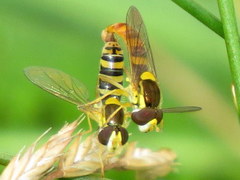 Sphaerophoria philanthus
