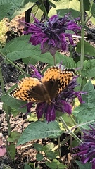 Speyeria cybele pseudocarpenteri