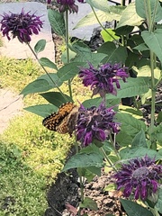 Speyeria cybele pseudocarpenteri