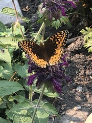 Speyeria cybele pseudocarpenteri