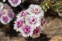 Verticordia oculata