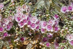 Verticordia oculata