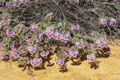 Verticordia oculata