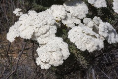 Verticordia capillaris