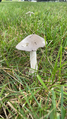 Amanita vaginata