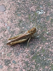 Chorthippus brunneus