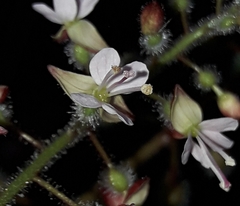 Circaea lutetiana