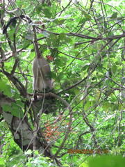 Cercopithecus pogonias