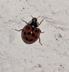 Harmonia axyridis