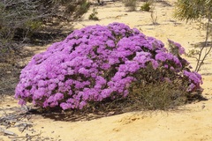 Verticordia monadelpha