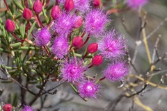 Verticordia monadelpha