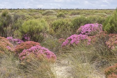 Verticordia monadelpha