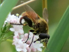 Polydontomyia curvipes