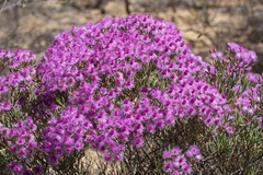 Verticordia monadelpha