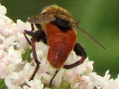 Polydontomyia curvipes