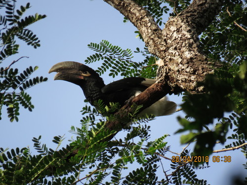 White-thighed Hornbill