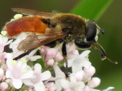 Polydontomyia curvipes
