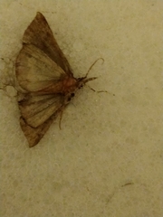 Hypena proboscidalis