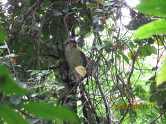 Cercopithecus pogonias