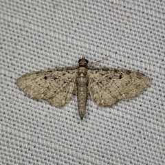 Eupithecia fletcherata