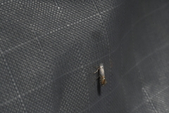 Phyllonorycter clemensella