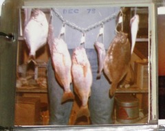 Hyperprosopon argenteum