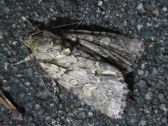 Acronicta adaucta