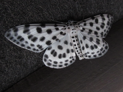 Antipercnia albinigrata