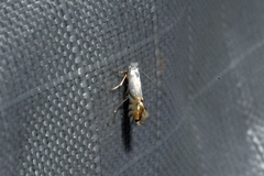 Phyllonorycter clemensella