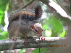 Funisciurus anerythrus