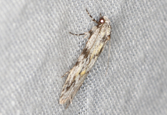 Stenoptena icmaea
