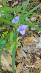Tradescantia