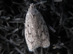 Scythropiodes hamatellus