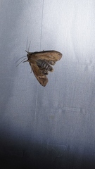 Peridea basitriens