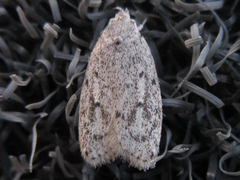 Scythropiodes hamatellus