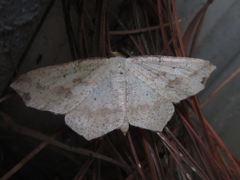 Pareclipsis gracilis