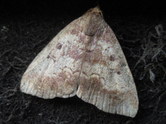 Scedopla diffusa
