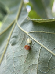 Phylloteras volutellae