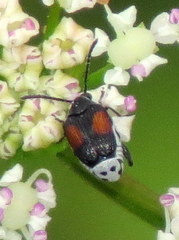 Megacerus discoidus