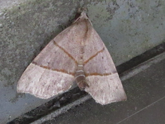 Gonepatica opalina