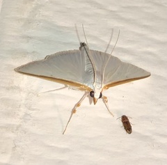 Diaphania costata