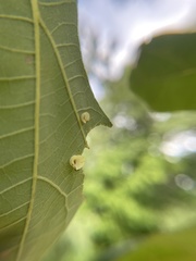 Phylloteras volutellae