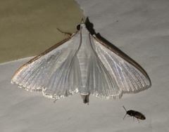 Diaphania costata
