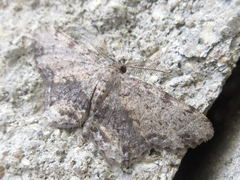 Microcalicha seolagensis